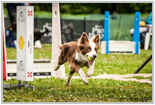 border collie speedy dream